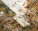 img.new.ns_1105B.jpg (48261 oCg)